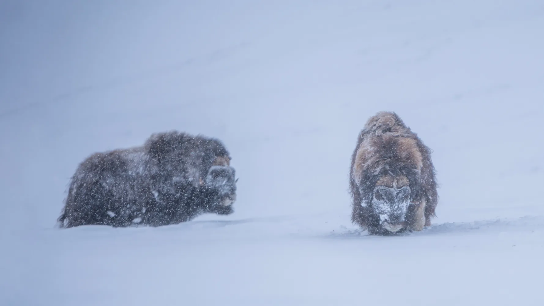 På Dovrefjell kan du dra på moskussafari. 