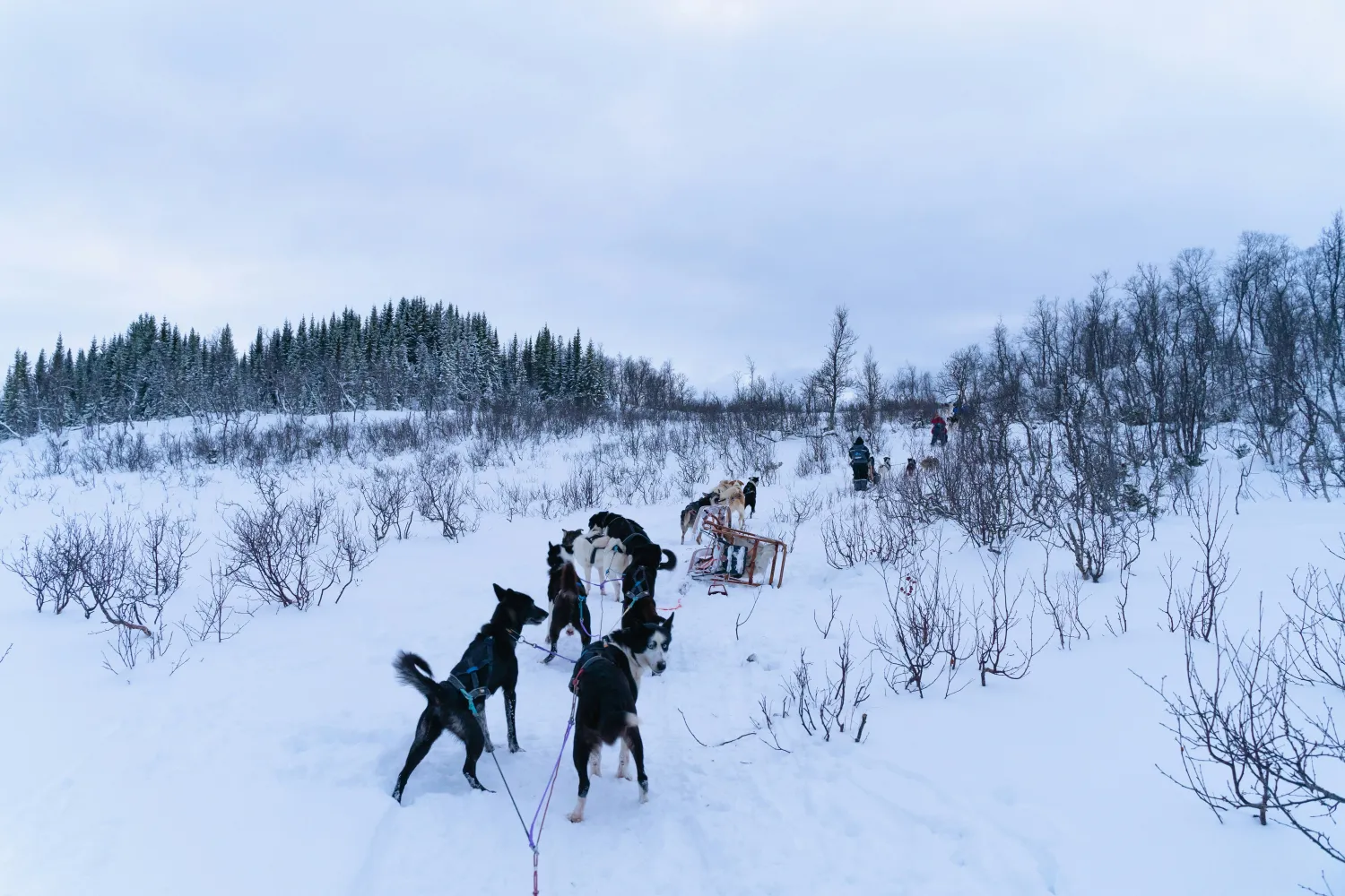 Hundekjøring